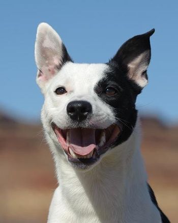 On Target's Analyze This'Profiler' (Lust x Maverick) Borderstaffy