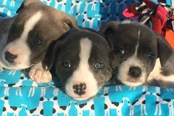 Dottie x Chrome produced Shaker, Genie, Twister, Oz, Brave and Esteem