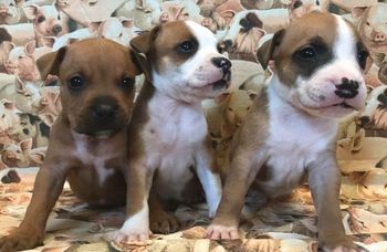 Topsy x Quibus produced Revolution, Pink, Hippy Chick, Drago and Sully