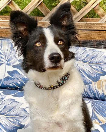 On Target’s OEffervescent 'Fizz'(Bella x Spritz)
