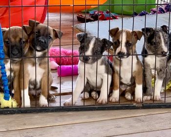 Topsy x Sega produced Wonder, Bug, Shallot, Sioux and Hera