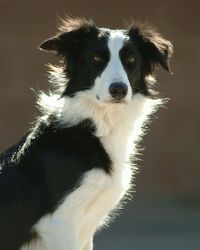 Offspring's All Charg'd Up 'Static' (Wicked x Badger)