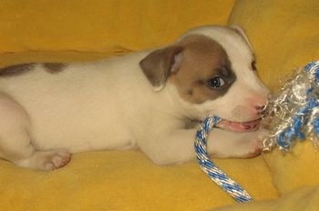 Scream X Chrome producedMinion, Xena, Gidget, Vogue, Luna, Yikes and Falcon