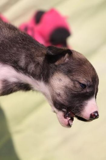 Millie's BW Litterproduced Gremlin, Savvy, Psyclone, Tru, Maverick, Glock, Higgs and Merge