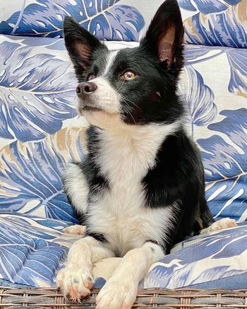 Rayn's Ain't No Material Girl 'Boujee' (Olive x Kamikaze) Borderpap