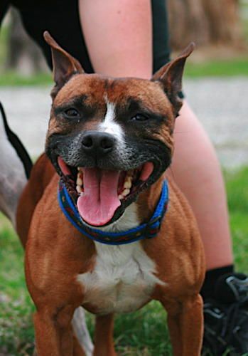 Boomtown's Need For Speed'Maverick'(Snookeroon x Bosco)