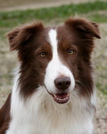 Bo-Tyne's Checkmate 'Chex'(Quiver x Dart)