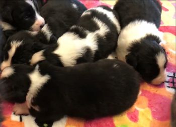 Infinity x Cooper produced Integrity, Jenga, Onyx, Disco, Fusion and Scout