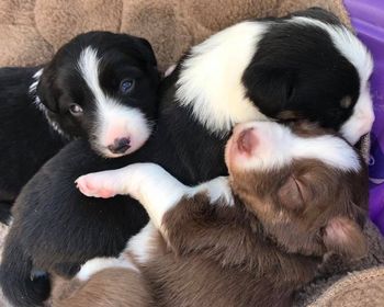Vic x Ego produced Muse, Entitled, Atlas, Onyx and Jock