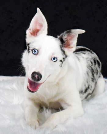 On Target's Anything But Ordinary with OffOn'Exotic' (Lacerta x Sega) Border Whippet