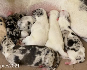 Exotic x XomB produced Rio, Obsession, Piper, Survey, Frog, 4Check, Mafia