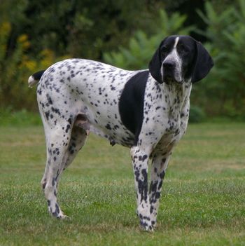 Charlie de la Butte d'Arvida, celle avec qui notre aventure, passion et amour pour le Braque d'Auvergne à débuter! Fondatrice de notre élevage, âgée de 8 ans aujourd'hui, elle est à la retraite!