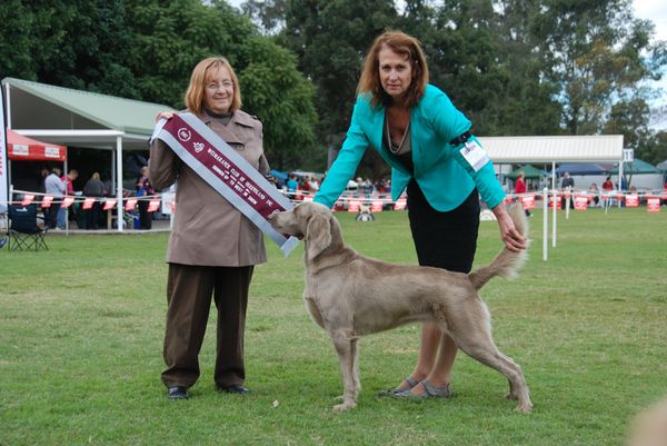 AUST. CH. KISMANER AUSSIE WARRIOR