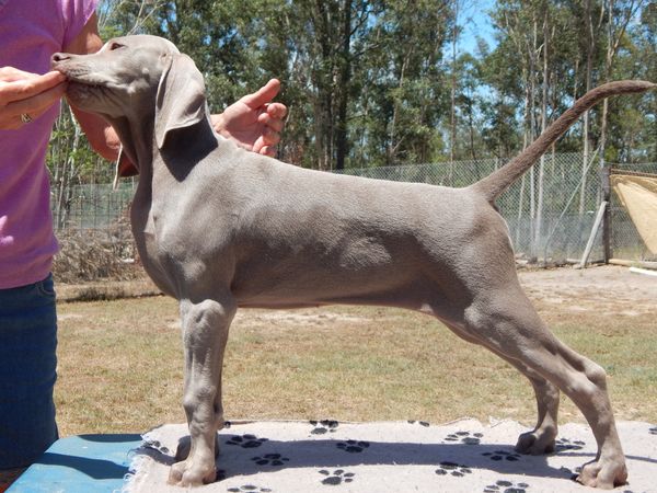 13 weeks old