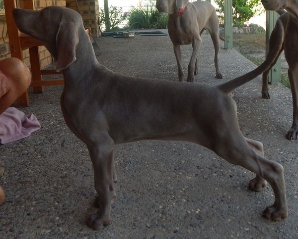GREYGHOST ROCKY MOUNTAIN HIGH "Denver" 12 weeks