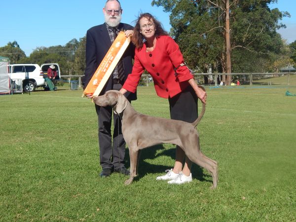 Denver.. GREYGHOST ROCKY MOUNTAIN HIGH, winning his 4th Puppy In Show.