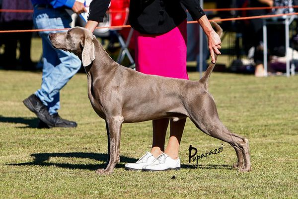 AUST CH GREYGHOST WEIS CRACKER