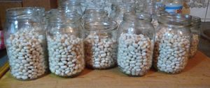 Odd shaped glass jars filled with beans for navy beans