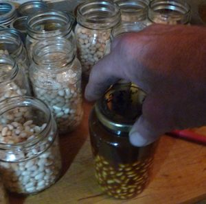 Tightening of canning lid on jar of vegan beans