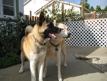 Keena (foreground), is happy to have found a loving home with canine brother Max and new dad, Russ! Their home is now complete once again.