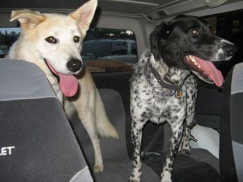 Sweet, sweet Eden (aka Padimay), living with her new brother Benji. She was originally seized with the other Palmdale Akitas.
