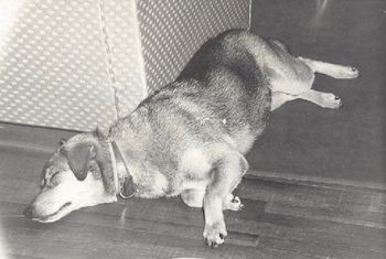 Ichiban was our family dog when we lived in Japan in the 1950-60s. She was part Akita, beautiful, sweet — and very strong for a 13 year old girl to take walking! She was part of my introduction to a lifelong love of animals. I'm so glad to have a way to honor her memory, hopefully with a bit of help for another Akita. Arigato gozaimasu, Maury Mulligan