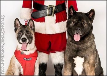 Noah Bear with his sister, Hana are both therapy/visitation dogs at Tacoma Lutheran Retirement Community!