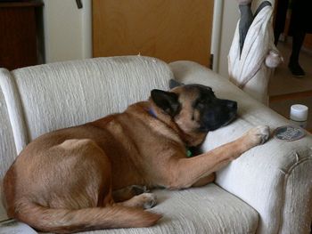 Django, now Jake, charmed his way into his foster dad's heart, and now he and John can set off on new adventures together!