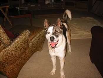Baron, now Max, is having the time of his life with Roberta and Michael. One day it's art shows, the next it's basketball tournaments! So many places to go, so little time! Have a wonderful life, Max!