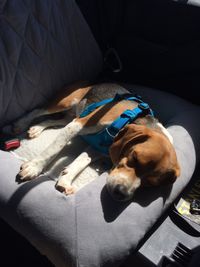 Leo the Beagle wearing a RuffWear Front Range harness, tethered to a seatbelt riding in the car.