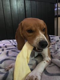 Chewing on one of my favorite enzyme coated dental chews