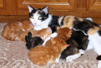 Cally was found starving, stray and pregnant. Lucky for Cally she was found by Paulette who took her in and cared lovingly for Cally until the kitties were born. Paulette decided to keep Cally. All SIx of her kittens were adopted to loving homes when they were old enough to leave mommy.