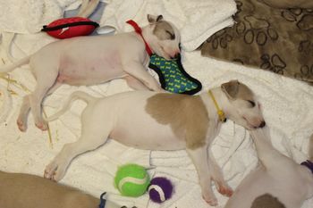 Awww...Scout and Yamaka..
