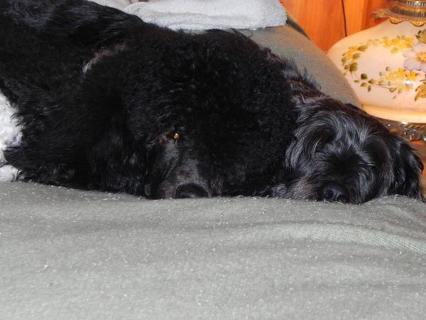 Awww...Hannah and Molly were very good buddies,Hannah misses Molly and so do we!
R.I.P. Sweet Molly 2007-2014