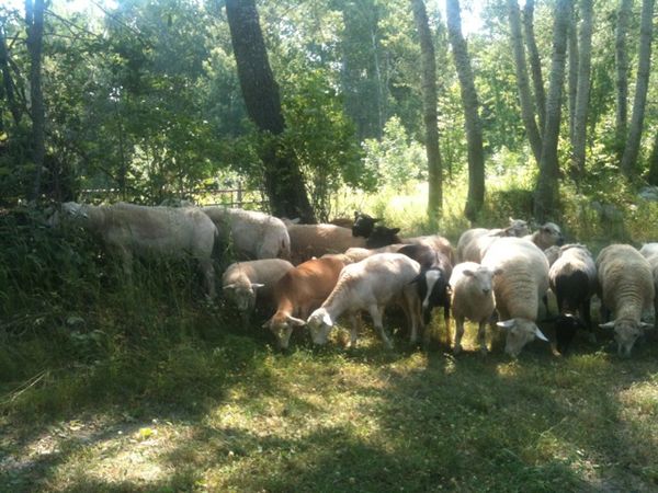 Sun-Dappled Sheep
- Credit Tara Dier