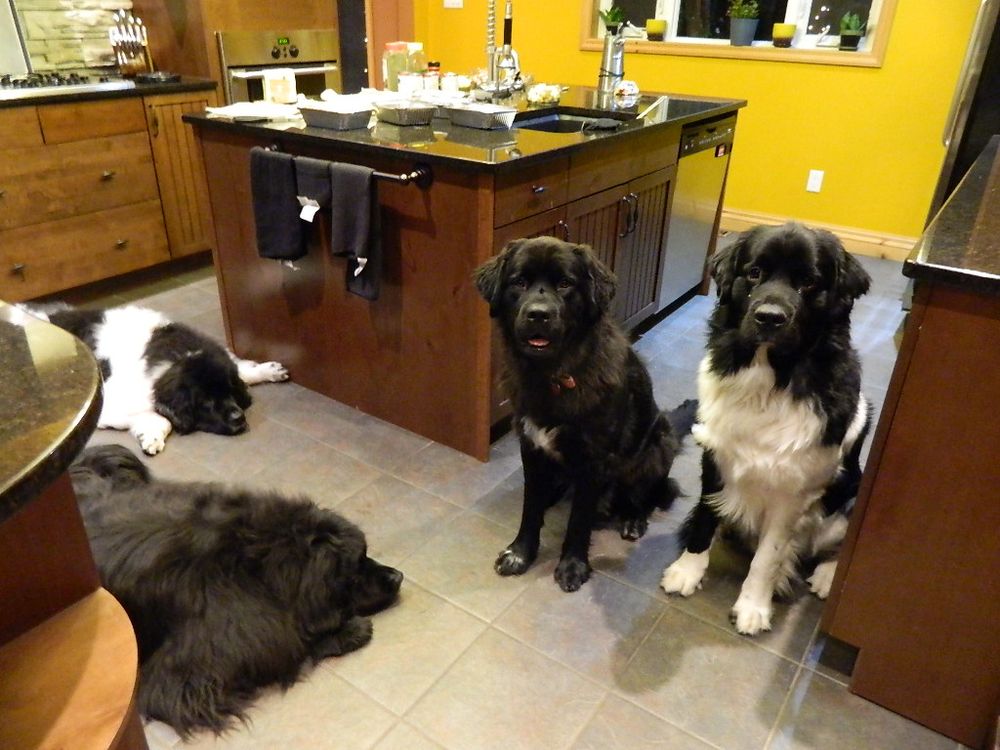 I get lots of help when I am cooking!!
