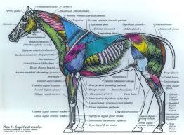 Help Your Whole Horse!!!