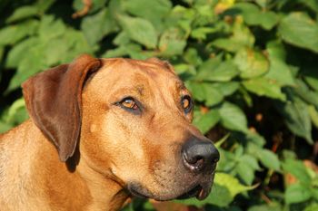 Eli was part of the Dirty Dozen Litter, along with Oliver and Madilyn! Eli lives with my son Tony and we LOVE to have him come visit us weekly!