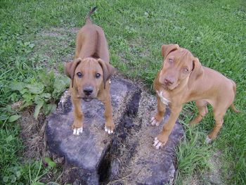Kali & Olivia had a nice day playing today. They took their first road trip Sunday visiting families who are looking for a new Ridgeback puppy! Olivia is going to live with her new family at the end of the month.