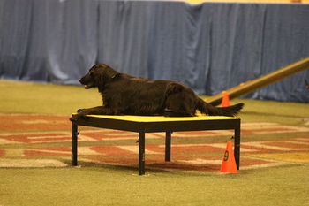 "Whiz" puppy
