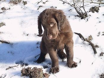 "Stoney puppy