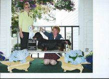 Ch Serenity's Play Boy Prince, RN CGC completed his Grand championship on June 20th going select at the GPDC specialty.