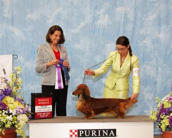 Here is Little Ms. Sasha... Hunderbar Boom Boom Pow SL winning RWB at the DCA host show under Diane McCormack with about 50+ bitches entered. So proud of her and how she showed