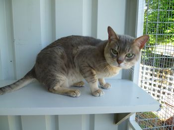 Al'adin of Hastur: Owner Terry Goulden Hastur Cattery. Al'adin was the first of Ellie's beaus. He is a beautiful blue spotted boy who is very gentle with the girls