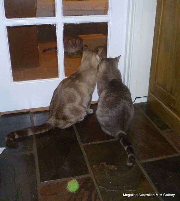 Brandon (left) and Harry (right) showing their marbled backs. Brandon is chocolate, Harry is blue.