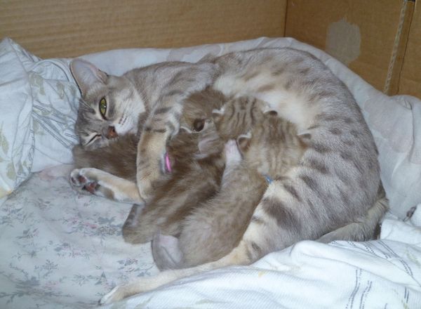 Pixie - blue spotted with her kittens - all brown 2 spotted and 2 marbled. Brown and blue are the dominant colours, brown is dominant over blue. So if either Mum or Dad carry brown, that will give brown kittens rather than blue.