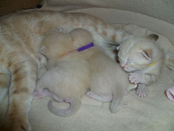 Ellie's autumn 2015 litter of kittens. These 3 "blonde" kittens will colour up much more from 4 weeks of age. Coloured collars are used to distinguish one kitten from another for record keeping purposes.
Kitten with the yellow collar is likely to be caramel marbled. Kitten with purple collar and the one with pink collar are likely to be lilac spotted.