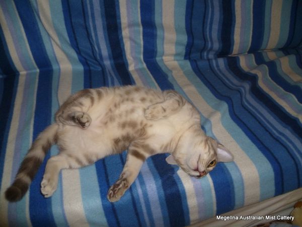 All Australian Mist cats have spotted tummies, even if they are marbled pattern.
