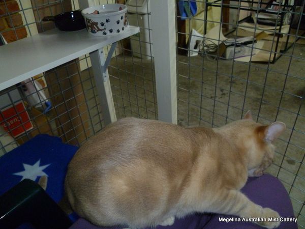 Mozart is a lilac marbled Australian Mist.
Note the sheen on Mozart's coat.
When fed a healthy, fresh food diet Mists feel like silk and their coats are even slippery to touch and hold.