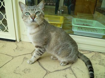 Beltane Remmie:Owner: Barbara Dorrell of Beltane Cattery. Son of Zorro, Remmie has his Dad's wonderful temperament and is a real cuddle boy, happiest when on someones shoulder